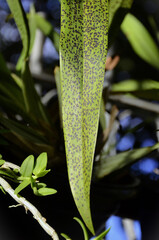 Leaf with cymv - cymbidium orchid mosaic virus