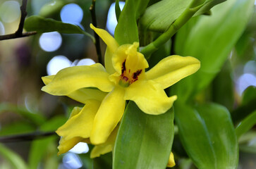 A beautiful yellow Promenaea orchid in the garden