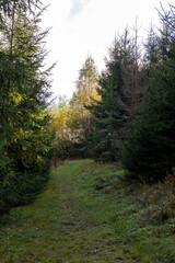 Obraz premium Green coniferous trees in the autumn forest