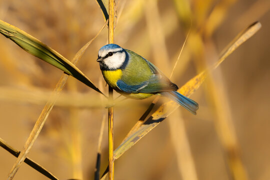 Eurasian blue tit (Cyanistes caeruleus). Life in the rushes at  the Isonzo river mouth Nature reserve, Isola della Cona, Friuli Venezia Giulia, Italy.