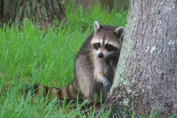 Raccoon near the tree in Florida nature