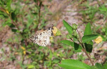 White skipper butterfly on yellow flower in Florida nature, closeup