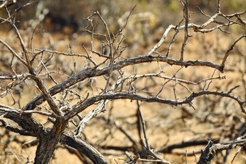 A bird perched on a branch in a dry, parched landscape