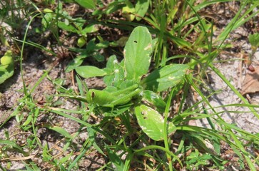 Green tropical grasshopper on plant in Florida nature, closeup