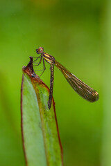 Ischnura heterosticta, The common bluetail is a small damselfly. Most males have blue eyes, a blue thorax, and a blue ringed ta