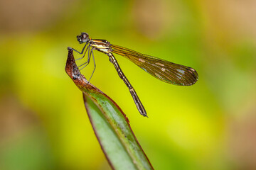 Ischnura heterosticta, The common bluetail is a small damselfly. Most males have blue eyes, a blue thorax, and a blue ringed tail