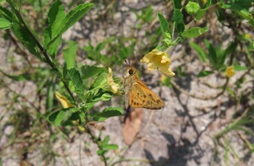 Skipper butterfly on yellow flower in Florida nature, closeup