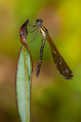 Ischnura heterosticta, The common bluetail is a small damselfly. Most males have blue eyes, a blue thorax, and a blue ringed tail