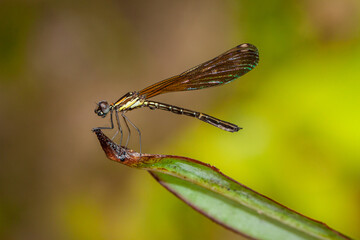 Ischnura heterosticta, The common bluetail is a small damselfly. Most males have blue eyes, a blue...