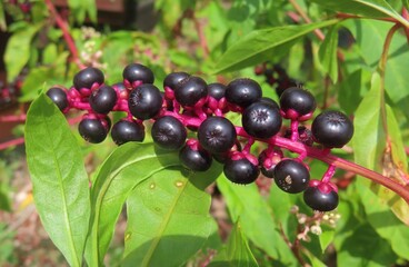 Phytolacca americana plant in Florida nature, closeup
