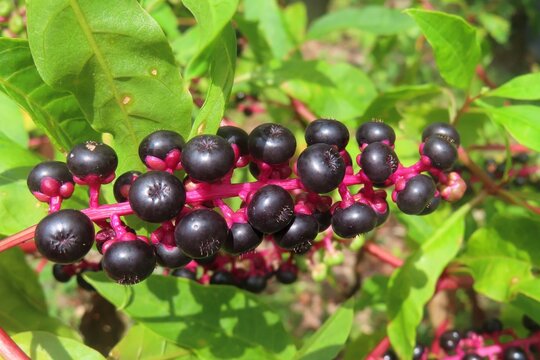 Phytolacca americana plant in Florida nature, closeup