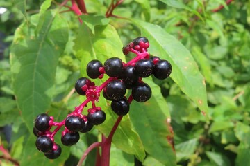Phytolacca americana plant in Florida nature, closeup