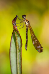 Ischnura heterosticta, The common bluetail is a small damselfly. Most males have blue eyes, a blue thorax, and a blue ringed tail