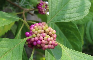 Callicarpa berries on the bush in Florida nature, closeup