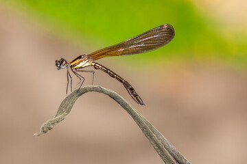 Ischnura heterosticta, The common bluetail is a small damselfly. Most males have blue eyes, a blue thorax, and a blue ringed tail