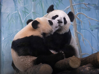 Giant pandas - Mom and daughter play with each other at the zoo