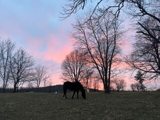 Sunset horse silhouette 