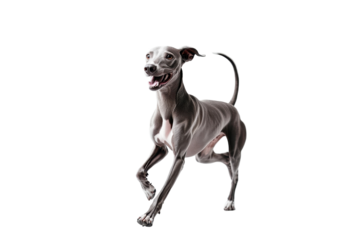 A playful greyhound runs happily across the field, showcasing its speed and agility. transparent background.