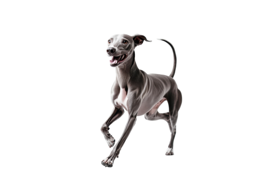 A playful greyhound runs happily across the field, showcasing its speed and agility. transparent background.