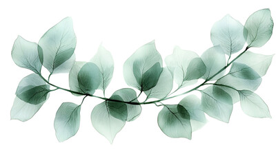Obraz premium Delicate green leaf arrangement nature botanical art minimalist style, watercolor concept , isolated on transparent background, cutout, png