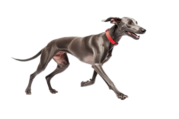 A playful greyhound runs happily across the field, showcasing its speed and agility. transparent background.