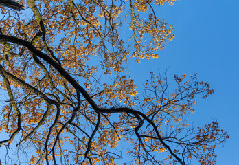 Treetop in the autumn forest