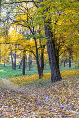 Fototapeta premium Bright autumn day in the autumn forest