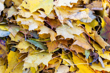 Autumn plants in the forest