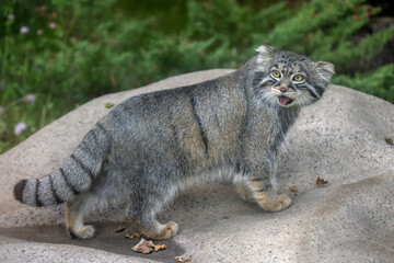 Manul (Otocolobus manul) is a wildcat, a predatory mammal of the felidae family