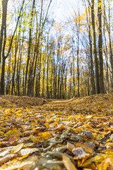 Bright autumn day in the autumn forest
