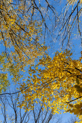 Treetop in the autumn forest