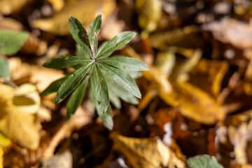Autumn plants in the forest