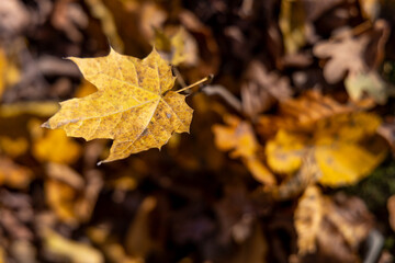 Autumn plants in the forest