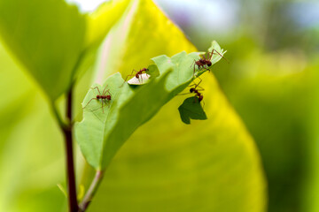 Close up of four leafcutter ants working hard cutting green leaves