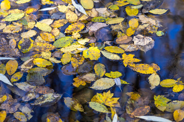 Autumn yellow leaves fell on the water