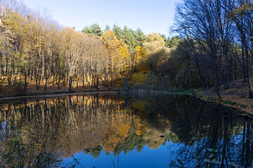 Autumn forest near the lake