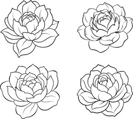 Peony Flower Line Art Vector Illustration Set