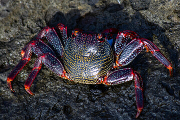 Cangrejo rojo o de roca en El Muellito, Gran Canaria