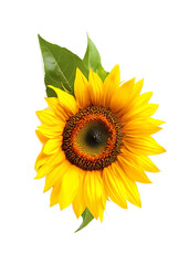 Naklejka premium A big sunflower with isolated on white background [PNG]