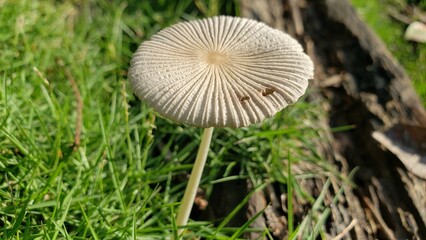 A Single White Mushroom Growing in Green Grass