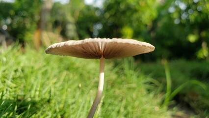 A Single Mushroom Growing in Grass