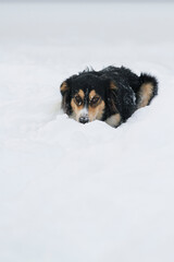 Black dog lays and waits in the snow.