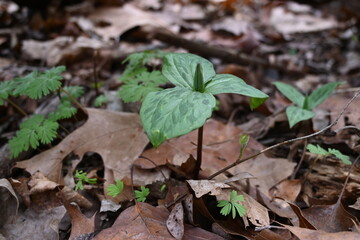 Ozark green trillium,  Trillium viridescens, emerging from brown leaves on the forest floor in the spring