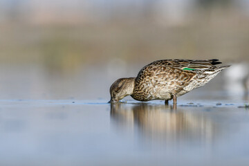 Female Eurasian teal Anas crecca