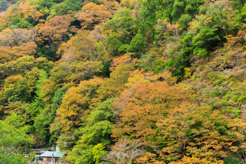 秋色に染まる袋田の滝（茨城県大子町）