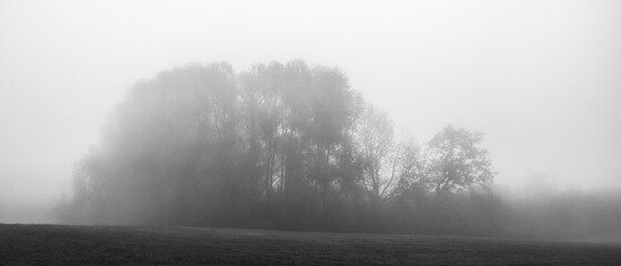 Schwarz-weiß-Baumgruppe in nebliger Landschaft