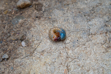 beetle larva on soil coming out of a garden