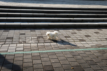 dog on street