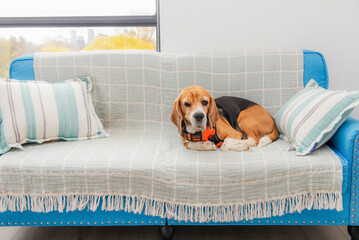 cute beagle dog sleeping on sofa, autumn outside