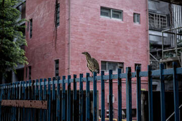 bird in front of building